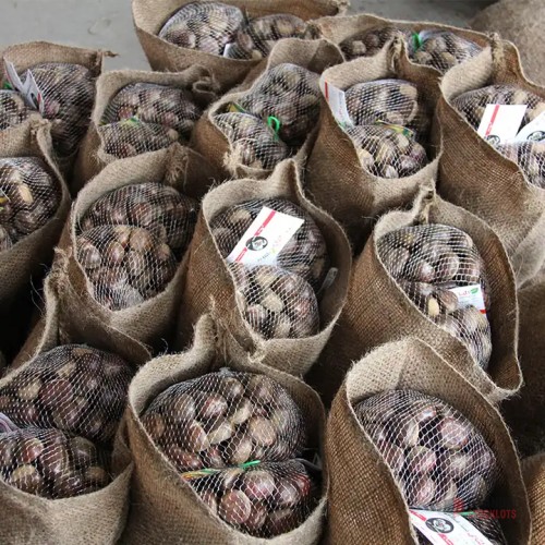 Premium Organic Fresh Chestnuts - thumbnail image - Premier B2B Stocklot Marketplace